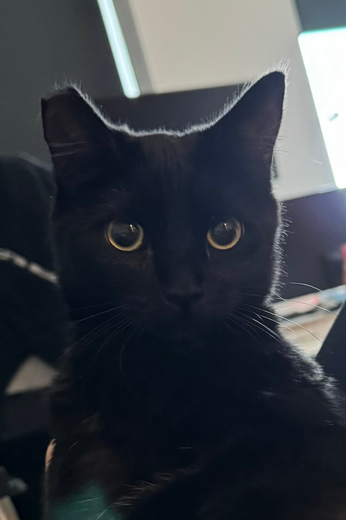 Luna Picture